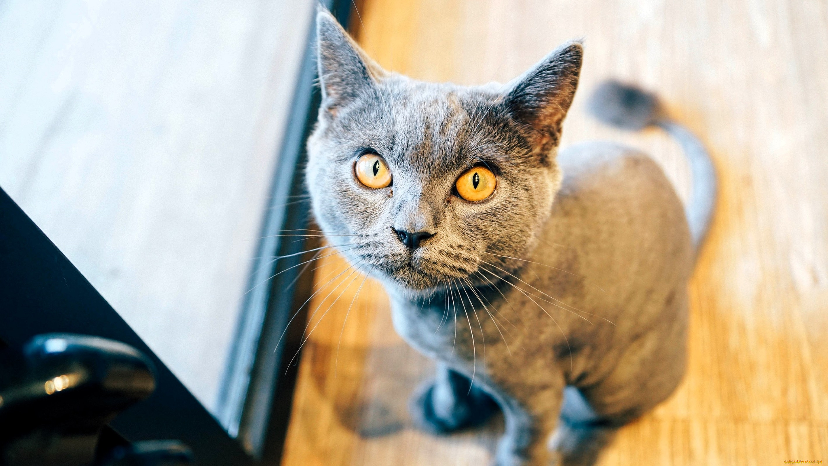 ��������, ����, ���, �����, �����